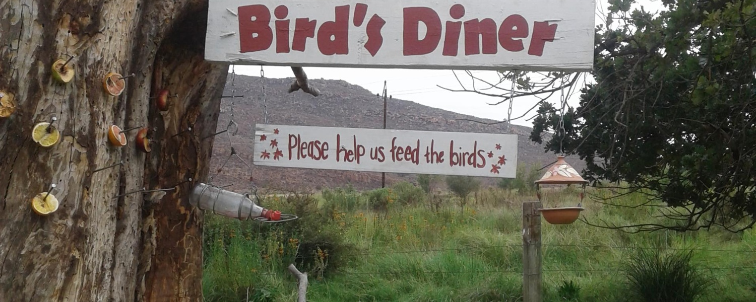 Bird's diner